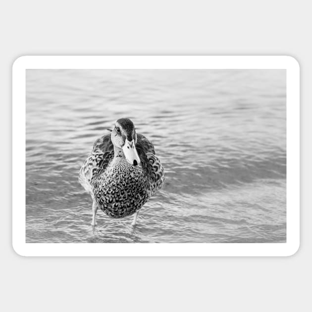 Cute Funny Duck Portrait Black and White Sticker by Amy-K-Mitchell